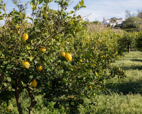 Fuego Blanco / citrusplantage